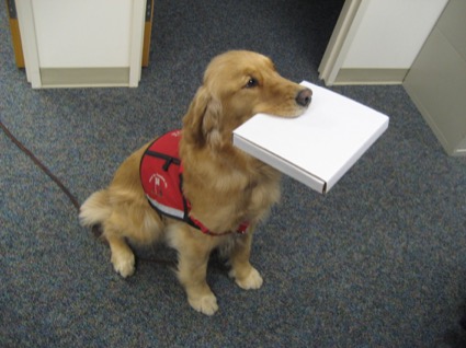 dog delivering parcel